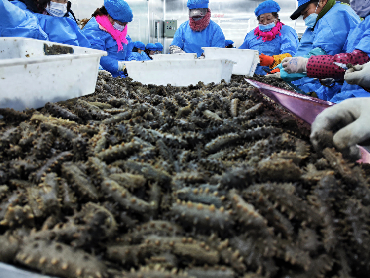 寻鲁味 过大年丨葱烧海参触动惊喜味蕾 成为山东年夜饭“C位”