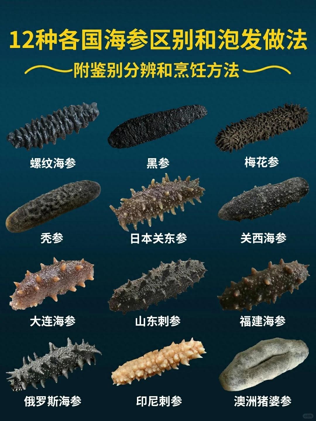 12种不同海参的区别和辨别方法