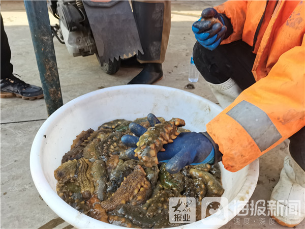 芝罘岛深海野生参捕捞