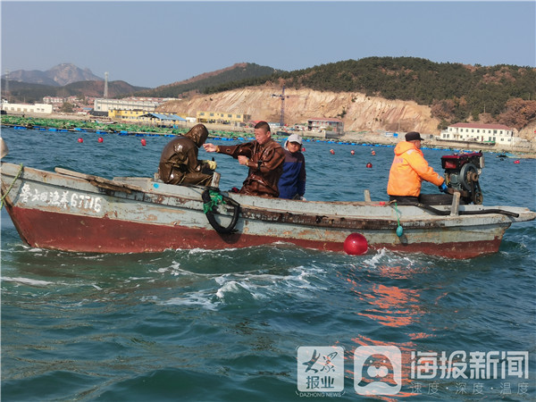 丰收季 芝罘岛深海野生参捕捞正当时