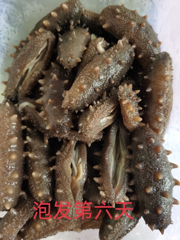 两泡一煮，海参轻松发