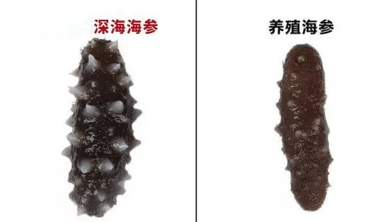 吃海参好处多，90%的人第一步就吃错了！难怪吃了没效果