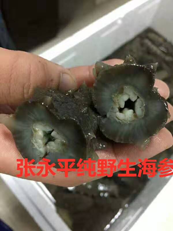 参农张永平教你怎么泡发干海参，营养保留最好，最简单易懂