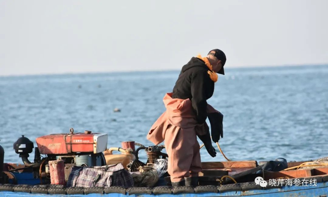 海参价格这么乱，你吃海参花了多少冤枉钱？