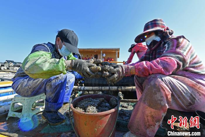 福建泉州：海参收获忙