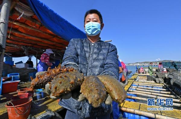 组图丨福建泉港：海参收获忙