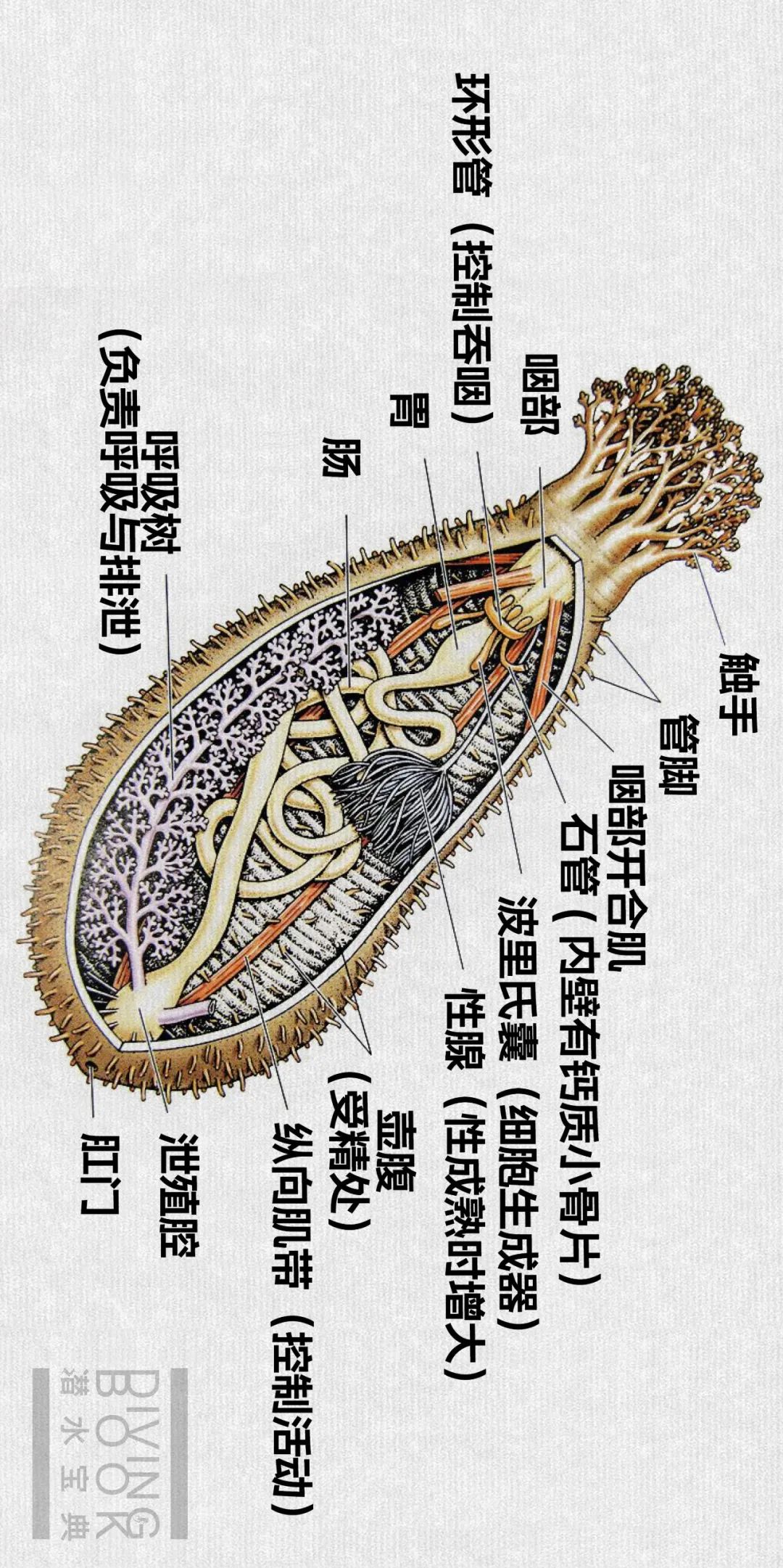 海参的屁股绝了，可以吃饭、呼吸、拉粑粑