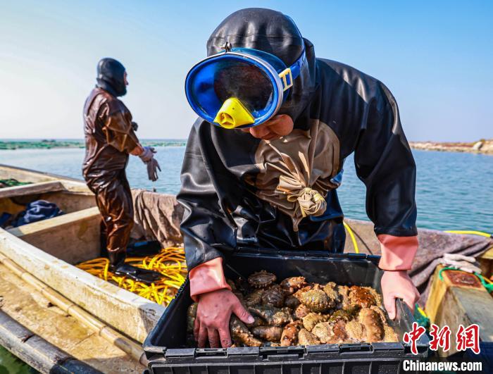 实拍山东荣成“海猛子”捕捞海参