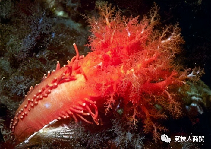 常见的海参介绍（Introduction to common sea cucumber）