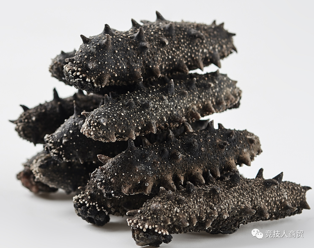 常见的海参介绍（Introduction to common sea cucumber）