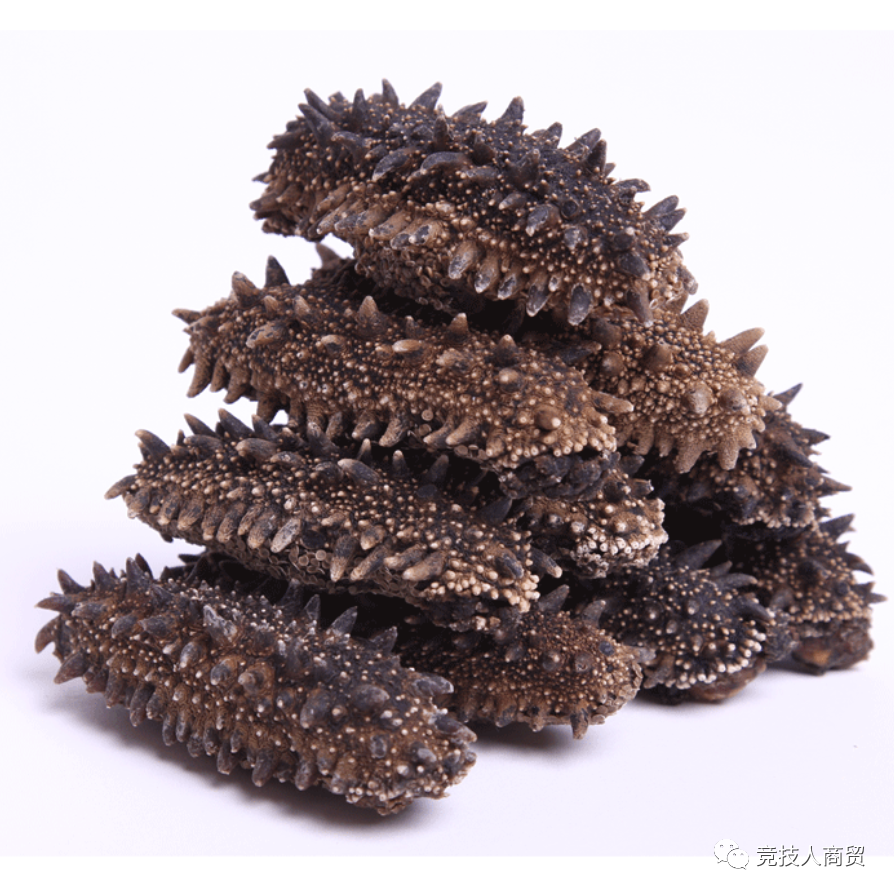 常见的海参介绍（Introduction to common sea cucumber）