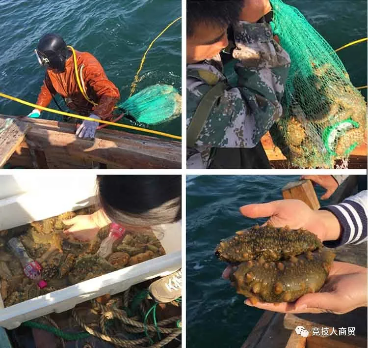 常见的海参介绍（Introduction to common sea cucumber）