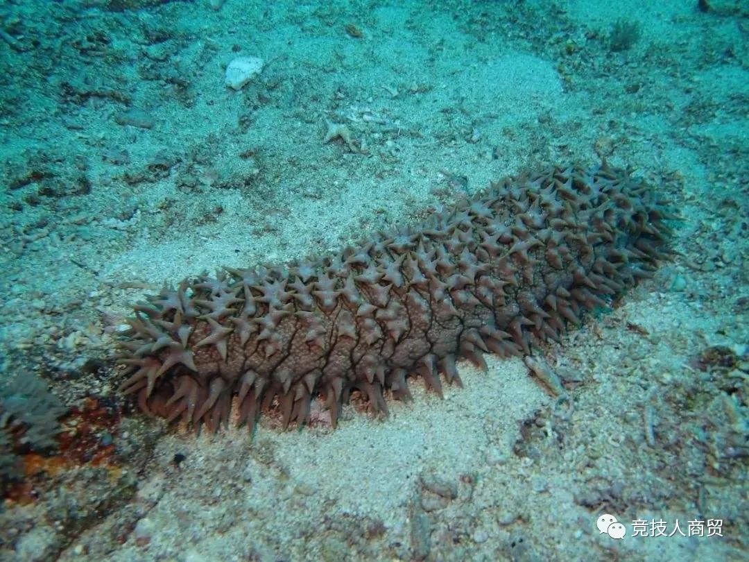 常见的海参介绍（Introduction to common sea cucumber）