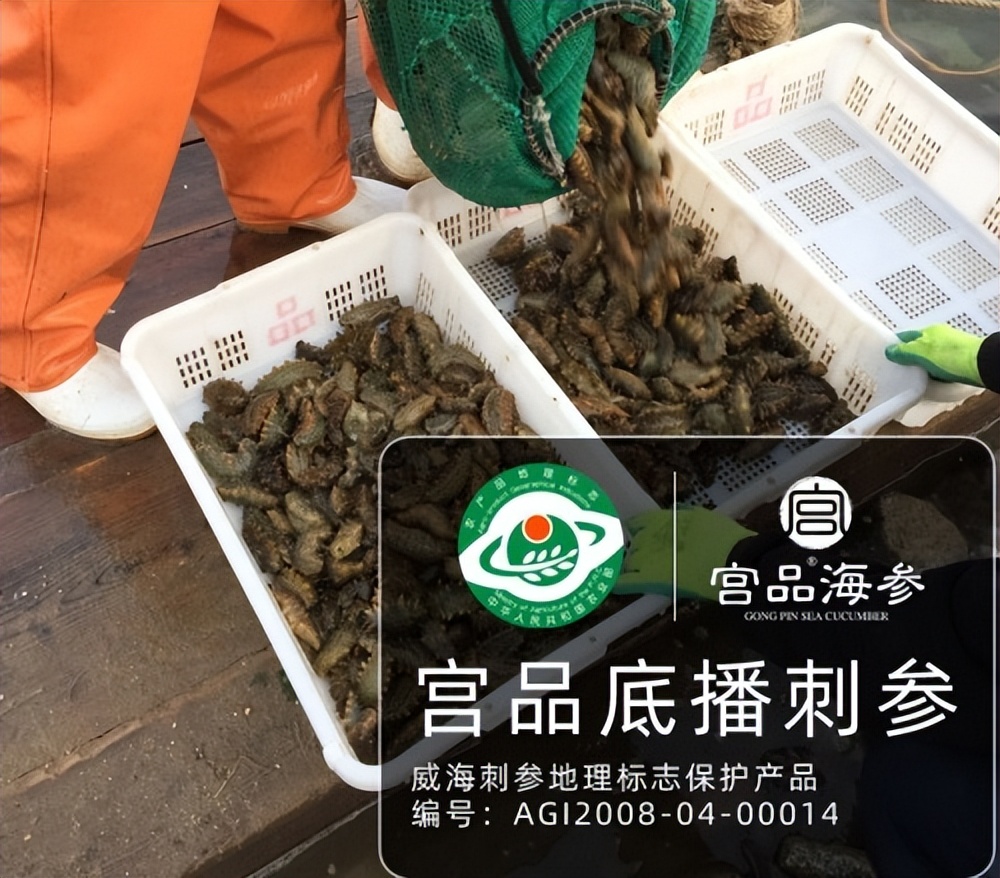 夏季可以吃海参