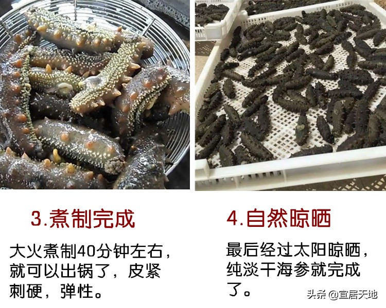 海参！不可替代的食疗功效