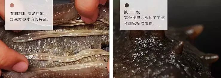 海参是“百补之王”，能改善各种“虚”，教你如何用白菜价买到真海参！让身体棒起来！