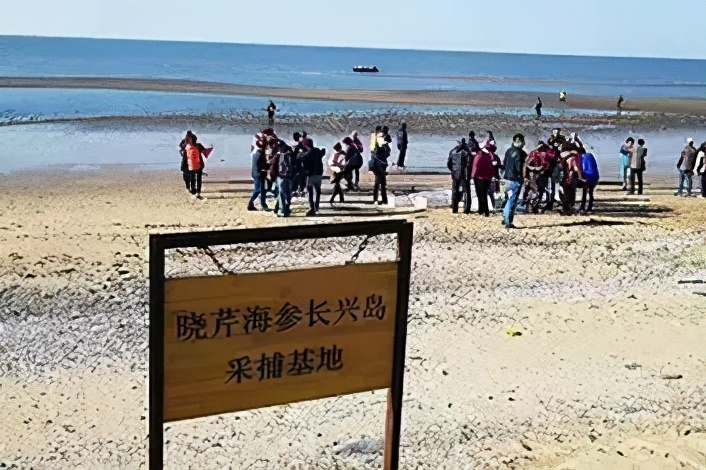 冬至进补首选（晓芹海参），神秘海洋馈赠健康