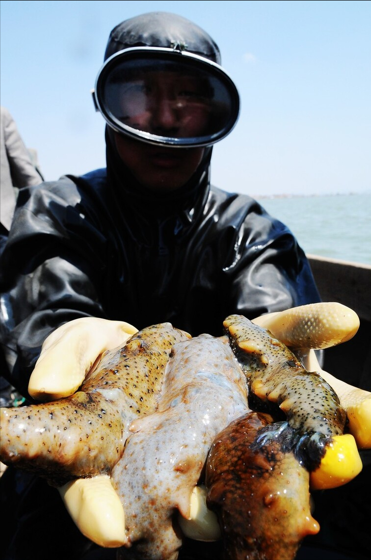 夏日滋补不油腻的“紫砂松茸海参汤”